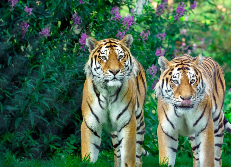 tigre
