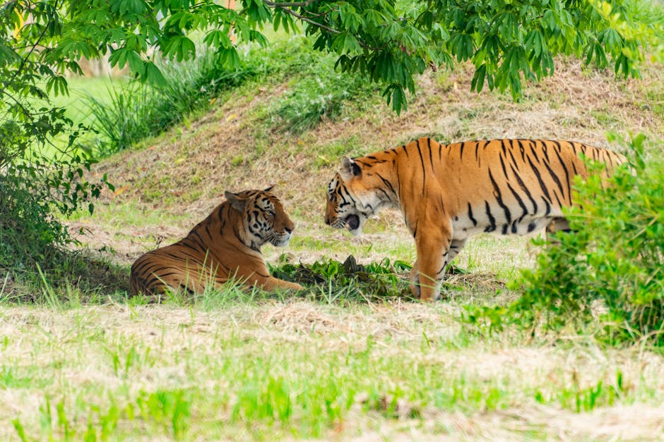 Tigre