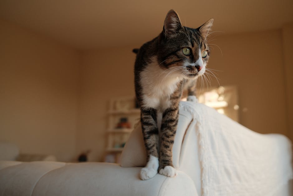 un chat