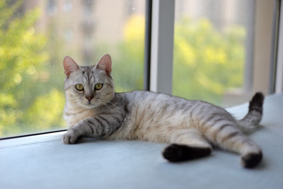 un chat