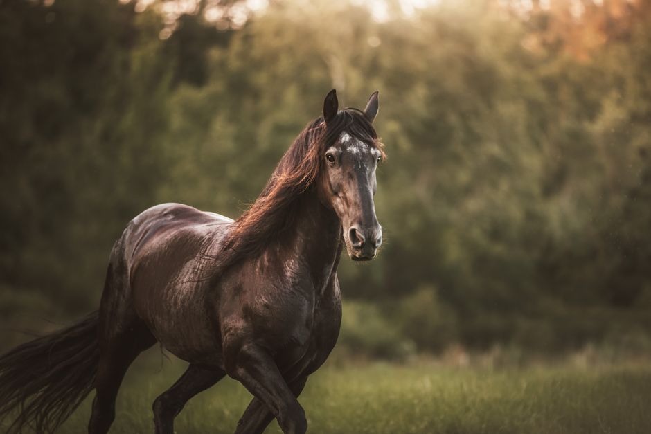 un cheval