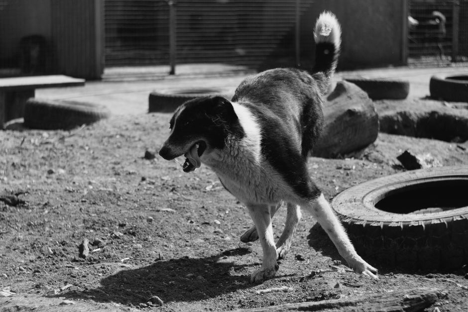un chien
