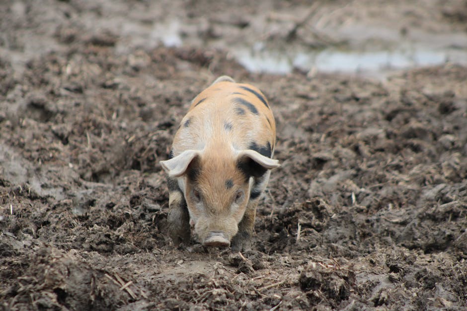 un cochon
