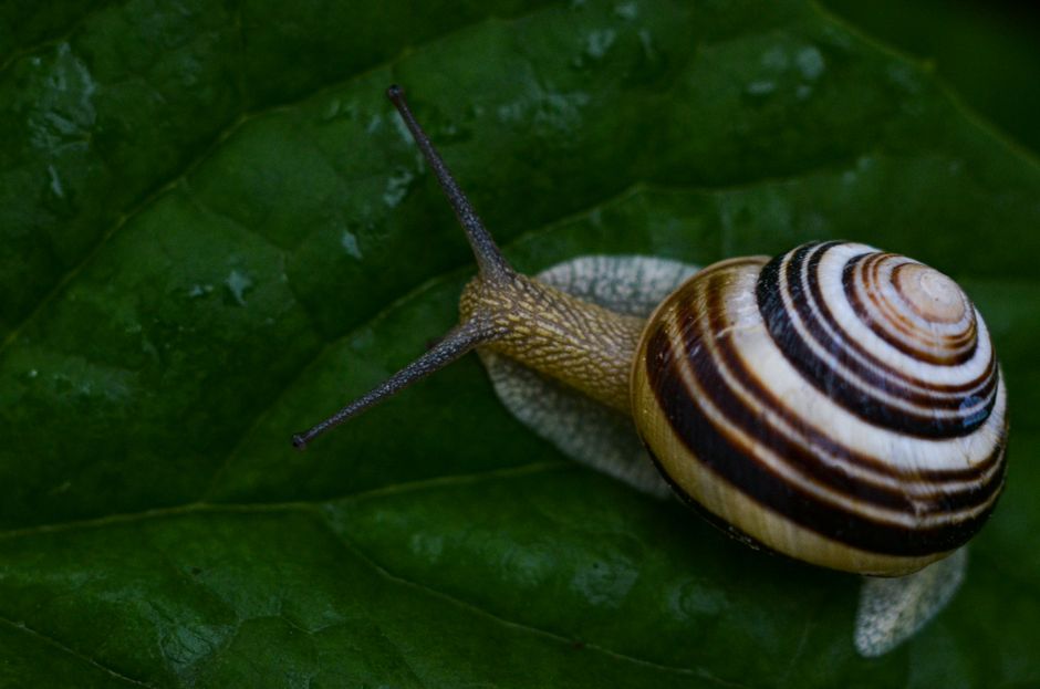 Un escargot