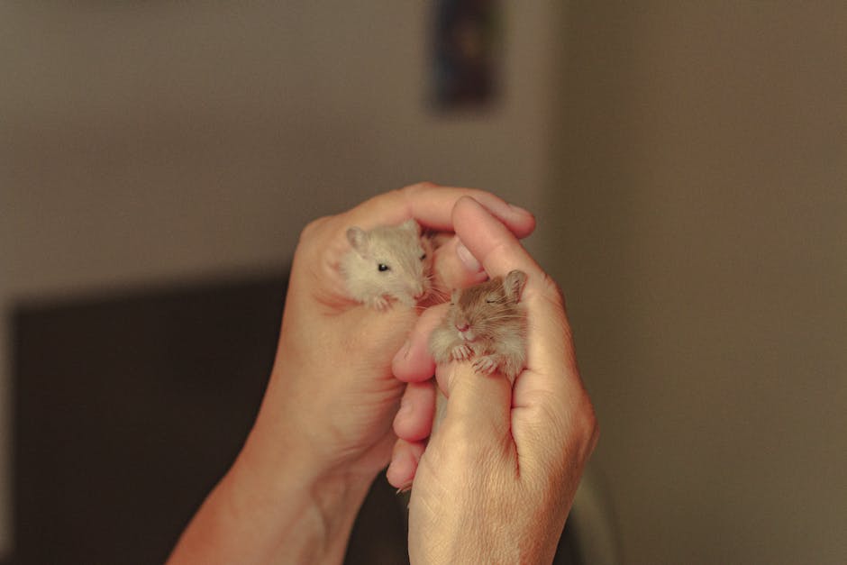 un hamster