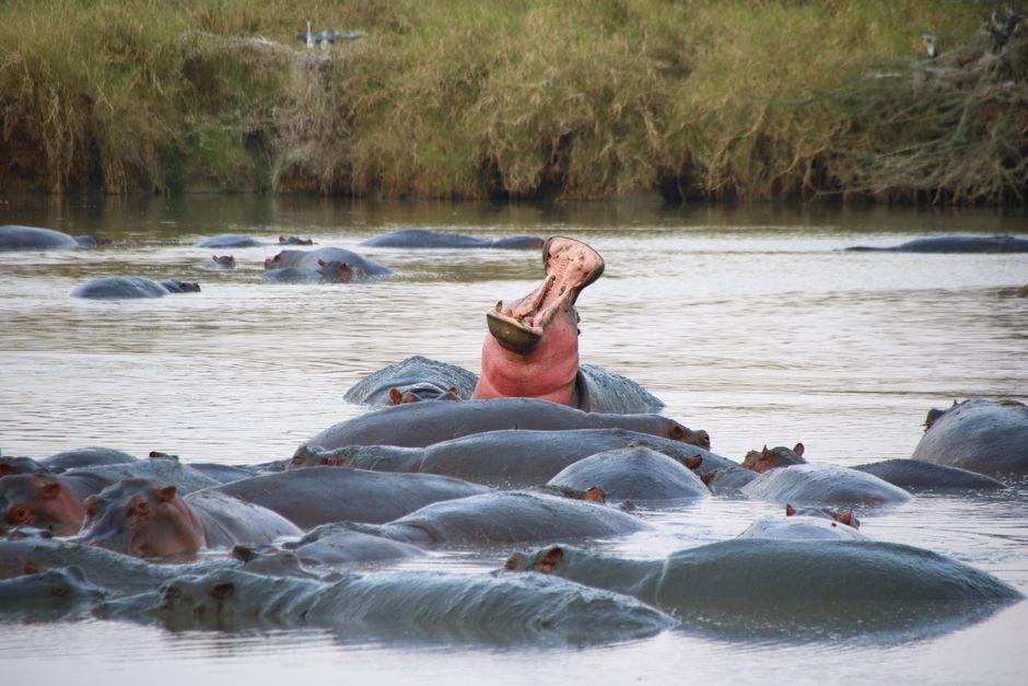 un hippopotame