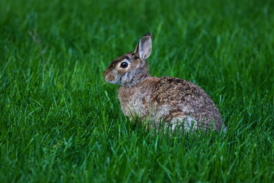un lapin