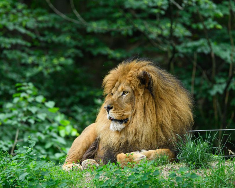 un lion