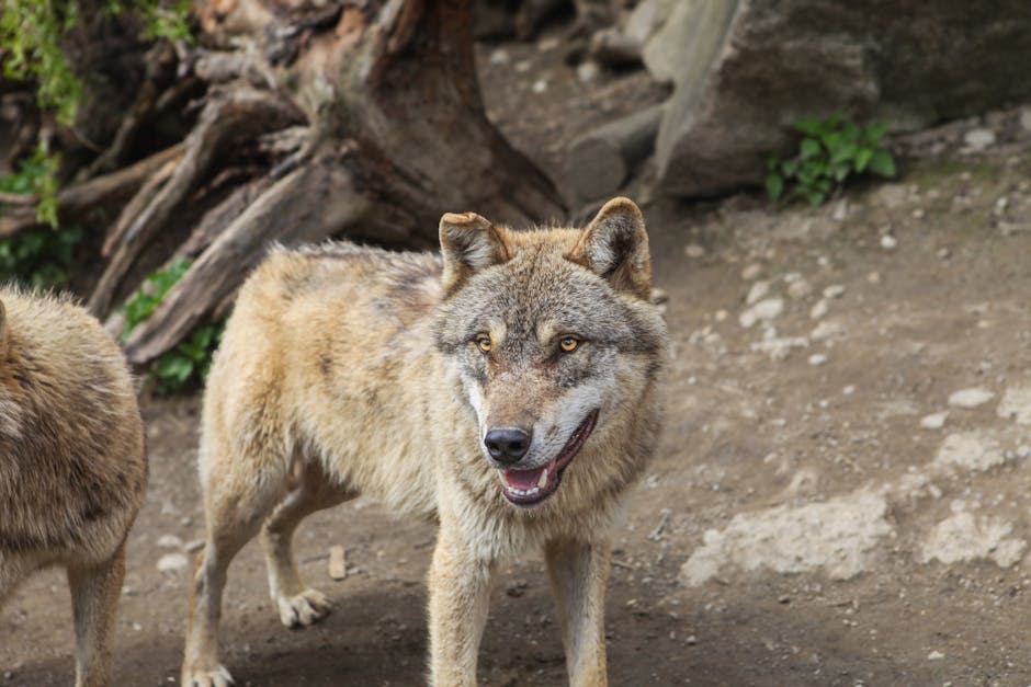 un loup