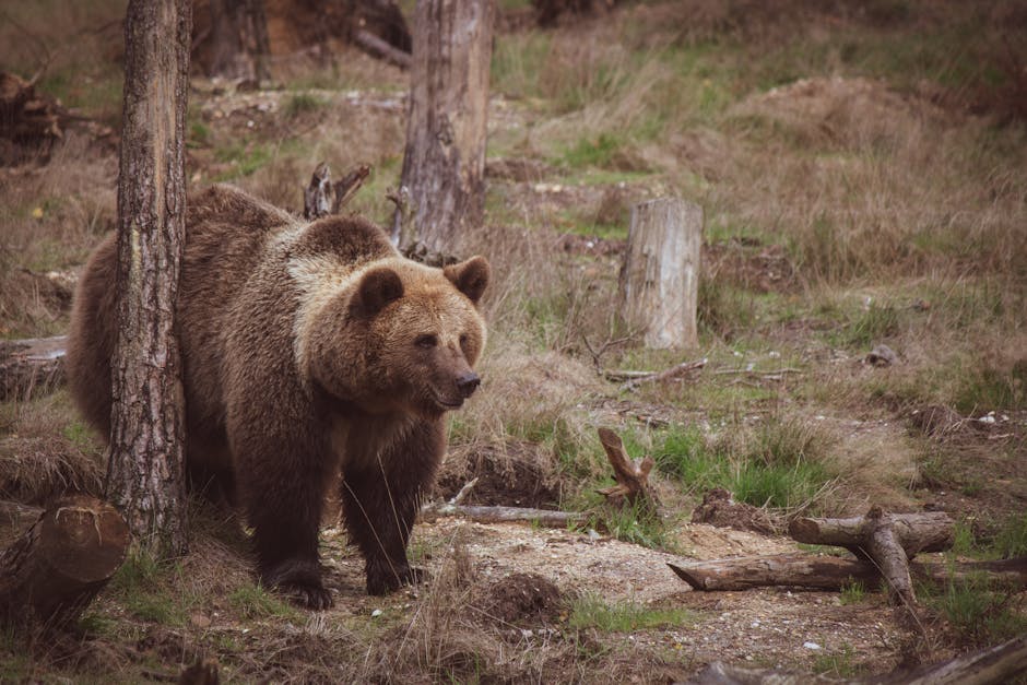un ours