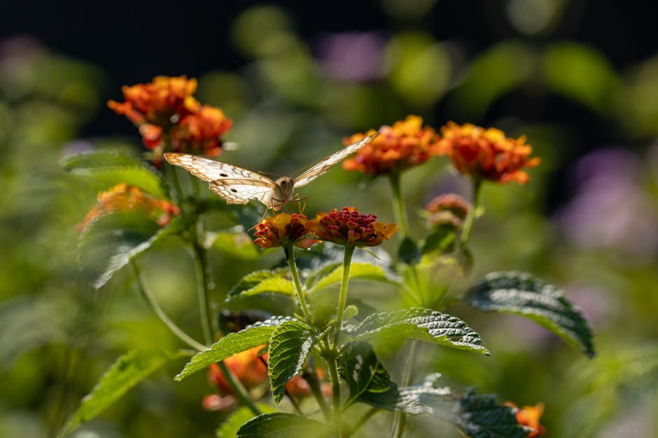 Un papillon