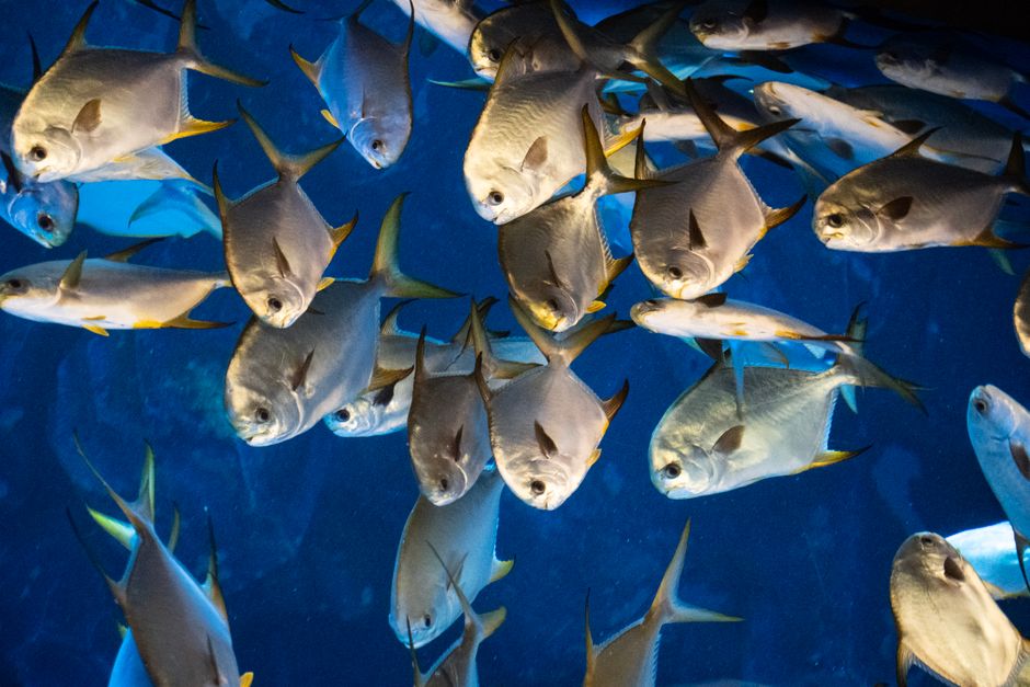 un poisson