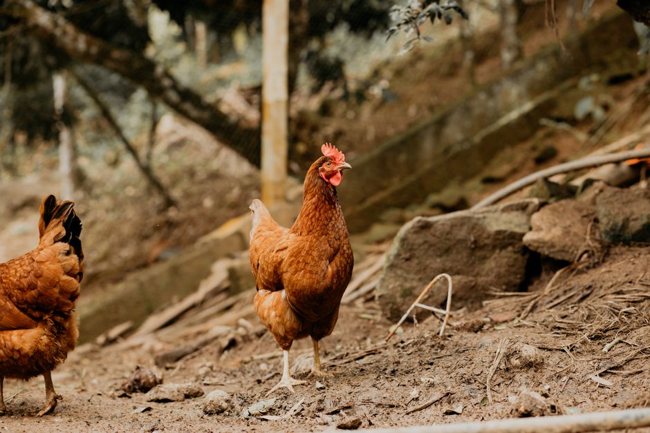 un poulet