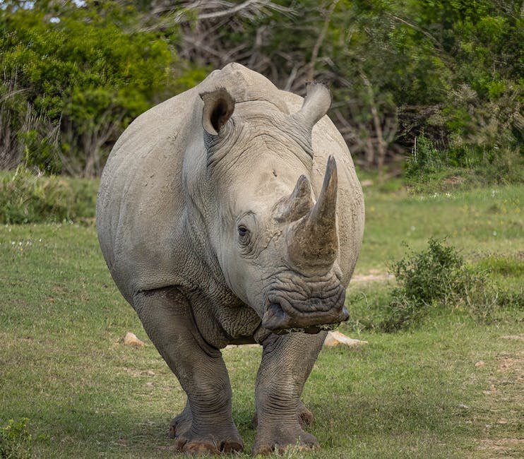 un rhinocéros