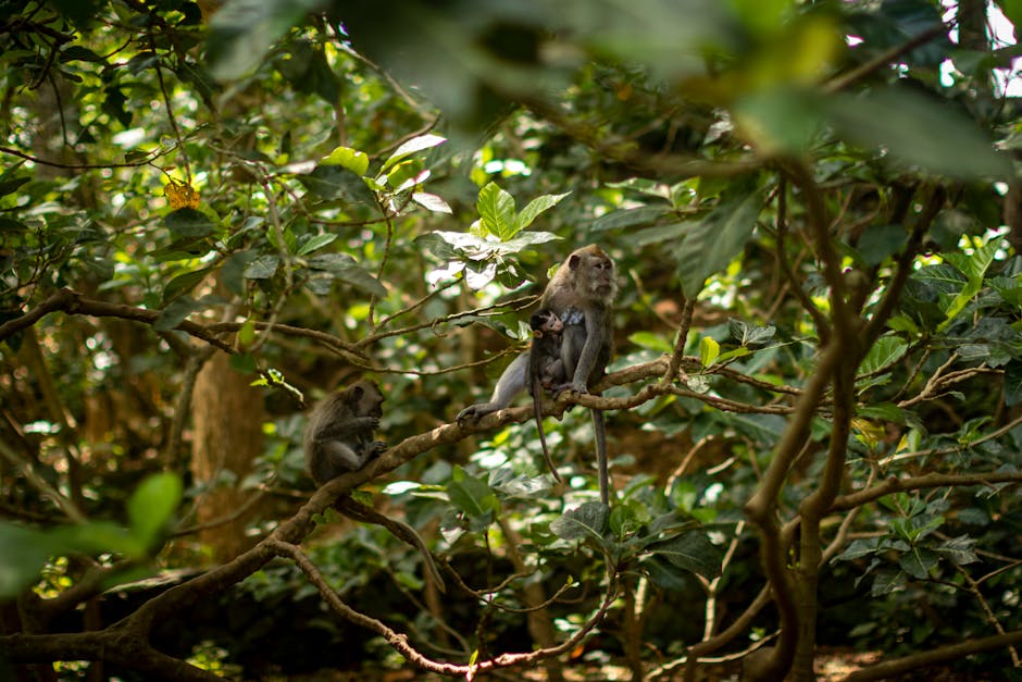 un singe