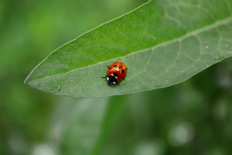 Une coccinelle