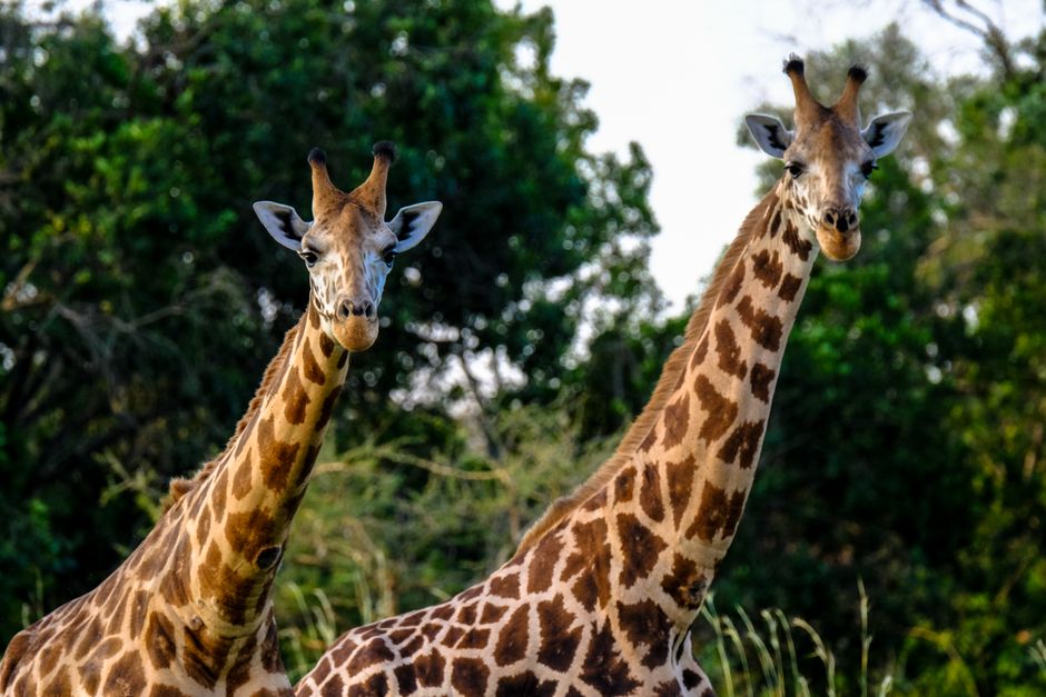 une girafe
