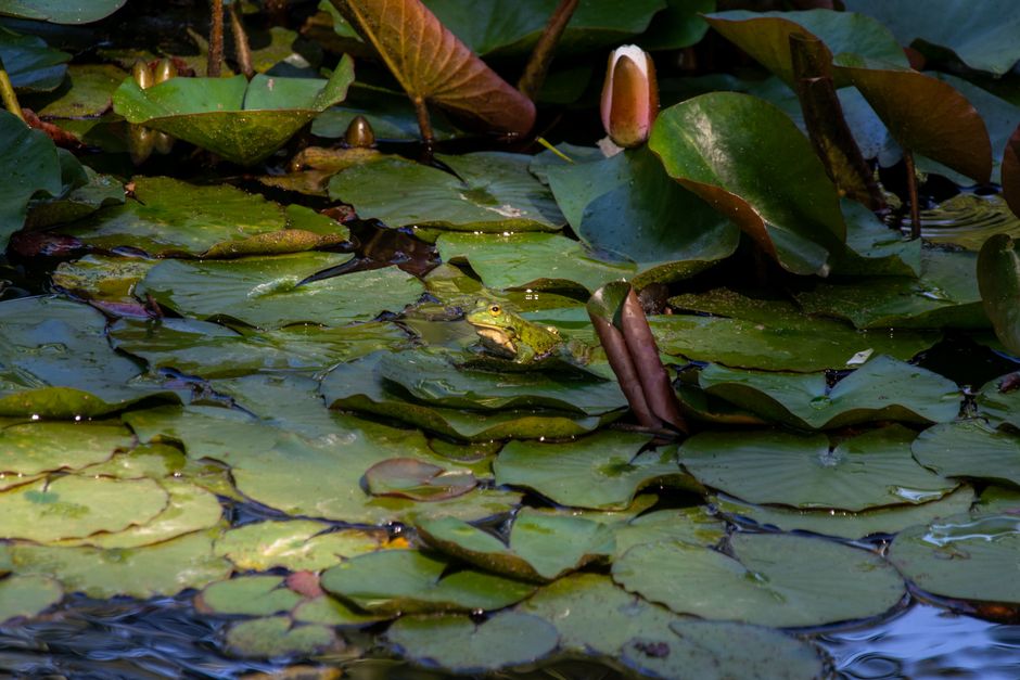 une grenouille