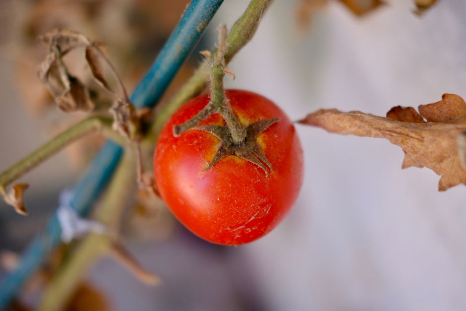 une tomate