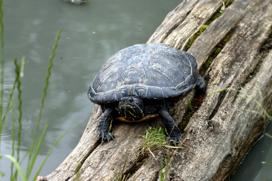 une tortue