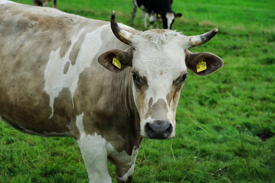 une vache