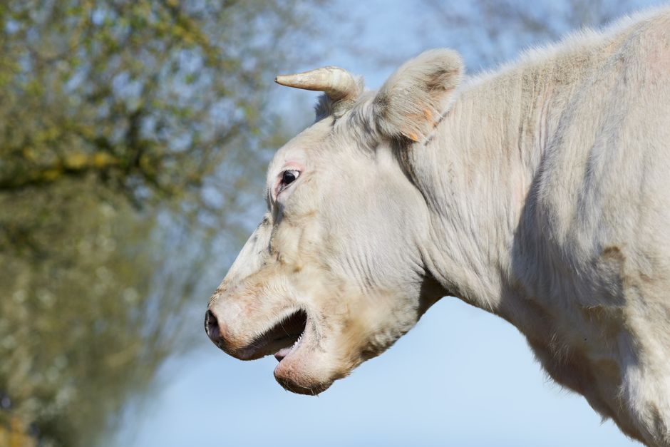 Vache