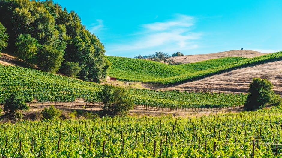 vignoble