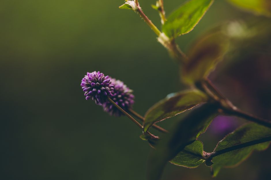 violet